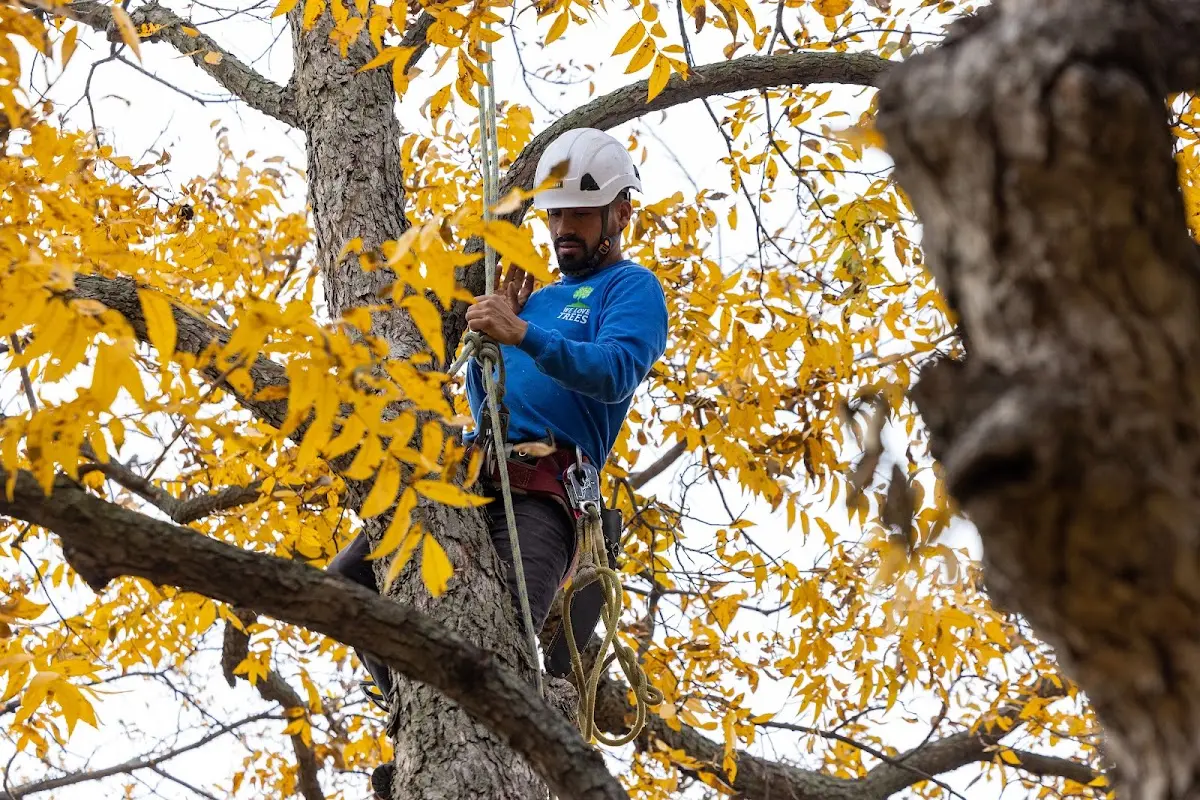 Skilled Tree Pruning crew working in Worthington